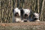 SKYE TERRIER 014